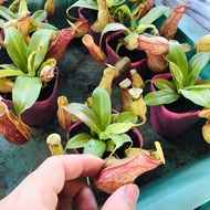 Pot with Pot Lid – Balcony Decoration