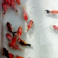 ikan mas koki oranda panda tricolour,ranchu,ryukin,rw/pw dll