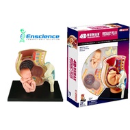 4D MASTER STEM Pregnancy Pelvis Anatomy Detachable Model for Science, MBBS, University