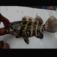 ikan krapu macan air tawar size jri..