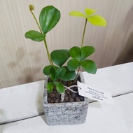 幸運樹(墨西哥鐵樹)水泥盆 佈置空間或送禮心意皆適宜