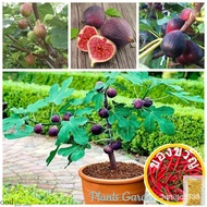 Fig seeds tropical Ficus carica fruit seed 30 seeds