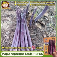 100% Original Fresh Purple Asparagus Seeds for Sale 10pcs F1 Sweet Asparagus Seeds Bonsai  for Garde