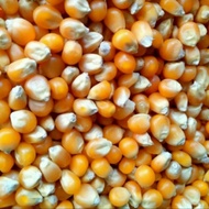 Jagung popcorn manis/mentah kering 500 gram