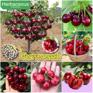 20seeds Sweet Cherry Seeds for Planting-Dwarf Fruit Trees Plants Organic Fruit Seeds Bonsai Tree Bal