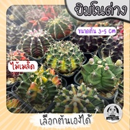 ต้นยิมโนด่าง เลือกต้นได้ LBHBด่าง (gymnocalycium) Set W - กระบองเพชร ราคาถูก🌵แคคตัส🌵