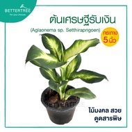 เศรษฐีรับเงิน 5 นิ้ว Aglaonema  ไม้มงคล ไม้ฟอกอากาศ ต้นไม้ plant