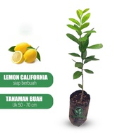 Bibit Jeruk Lemon California