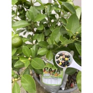 Baja SB pokok buah limau kasturi purut nipis mandarin sanquise bali DLL 3in1 Organik+Subur+Buah Pack