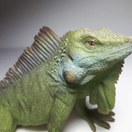 CollectA 88965 American Iguana Simulation Wildlife Plastic Model Children's Toys Birthday Gifts Holi