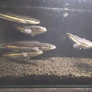 Ikan Gabus Toman 26-30cm