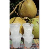 Pokok kelapa jelly hybrid thai pokok rendah