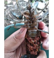 ! INDUKAN LOBSTER AIR TAWAR JUMBO UKURAN 5-6 INCHI 10 EKOR -