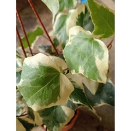 KKB Hedera Helix 'Glacier', Glacier Ivy, English Ivy, Common Ivy, Ivy