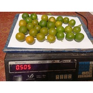 1 kg Buah limau kasturi segar