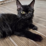 Lepas Adopsi Kucing Persia Jantan warna Hitam Solid murah 