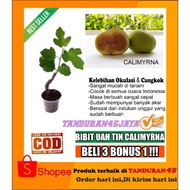 Terrmurah bibit buah tin calimyrna/bibit buah tin/buah tin