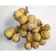 Anak Pokok Dokong | Hybrid | 🎁🎉🥰