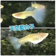 【嘉嘉寵物】💯純係 🐟天空藍白子 孔雀魚🐠🐡🐟 對魚 仔魚（觀賞魚蝦  （飼料餌料）