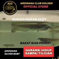 ikan hidup Arwana Silver brazil / Arowana Silver red anakan