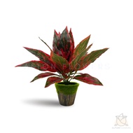 Artificial Red Aglaonema Plant Aplant929