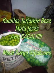Air Perasan Jeruk Nipis Murni Super Untuk bahan Campuran Air Warangan Pusaka Keris Kualitas Terjamin