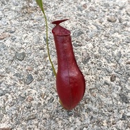 Nepenthes pitcher plant (mirabilis x gracilis) 7cm pot