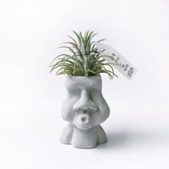 花束小精靈 空氣鳳梨 可搭配O嘴摩艾水泥盆器