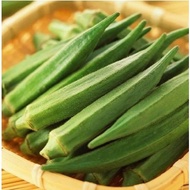 Okra Seeds  Biji Benih Sayur Lady Finger Okra Seed Benih Bendi 羊角豆 秋葵种子