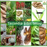 Bibit Garut Temulawak TemuKunci Temu Ireng TemuPutih Lampuyang