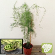 Asparagus Plant 芦笋 IOB