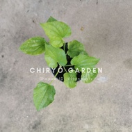 Keratan(dengan akar)/anak pokok daun kaduk, daun sirih/sireh, rumput Beijing/ Siti Khadijah