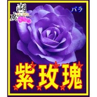 紫玫瑰花-花茶–【啟陞食品】–【湖廣藥材】-【火速出貨】迪化街一段74號