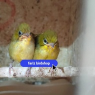 burung pleci dakun garut anakan jantan