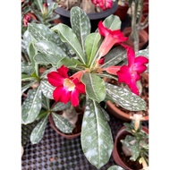 Adenium Obesum (Desert Rose) big head Grows up to 3-9 ft. in height. It will grow much smaller in co
