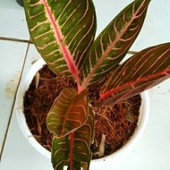 aglonema red sumatra