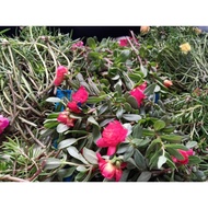 keratan bunga rose jepun