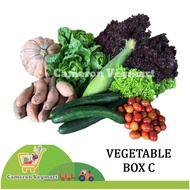 Vege Box C [Green & Red Coral Lettuce / Cherry Tomato / Japanese Cucumber / Corn / Baby Romaine / Sw