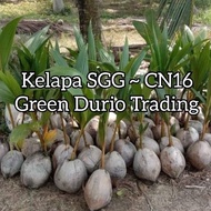 POKOK KELAPA SGG  ~BAGUS UNTUK KELAPA  MUDA & SANTAN