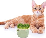 POPETPOP Cat Grass Planter Planting Box Cat Grass Box Sprouter Tray Wheatgrass Grower Hydroponics Bo