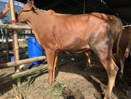 Sapi qurban madura bobot 275-290 kg