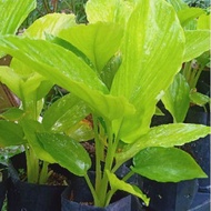 [readystock]Pokok Halia Hitam-halia-kunyit-rempah- masakan-ubat tradisional