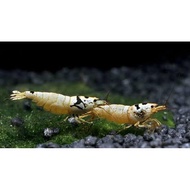 Udang hias Black mosura Red mosura aQuascape
