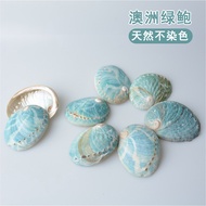 Australian Green Abalone Shell Shell Home Decoration Shell Conch Fish Tank Aquarium Collection Abalo