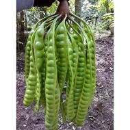 Pokok Petai Hybrid 100%