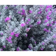 Texas Sage Plant / Leucophyllum frutescens (紅花玉芙蓉)