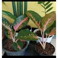aglonema kocin paramuay
