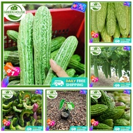 Green House® - Ampalaya Long Green Seeds for Planting Vegetable Plants (7 Seed) incl. Instructions F