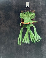 皮革製 女王鹿角蕨上板_送禮/收藏