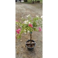 Pokok Bonsai Bunga Kertas Saiz Besar 2@3 Tone/ Pasu Saiz 11"